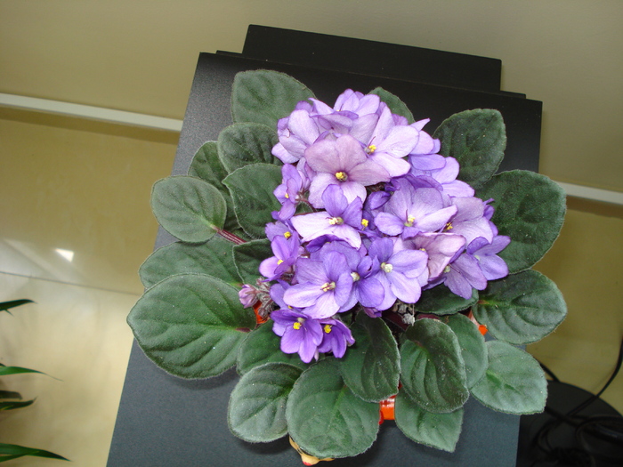 VIOLETA