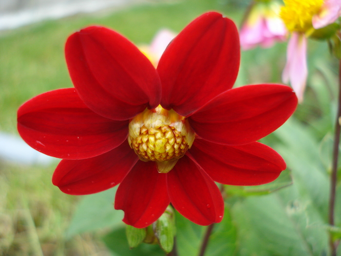 Dahlia Topmix Red (2010, June 01)