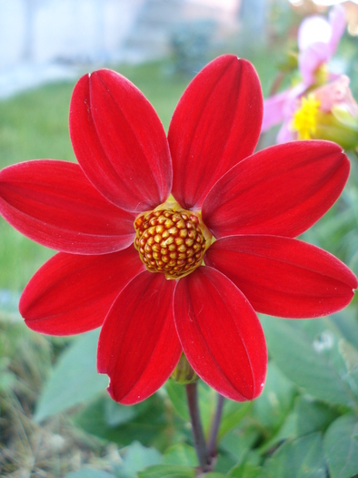 Dahlia Topmix Red (2010, June 04) - Dahlia Topmix Red