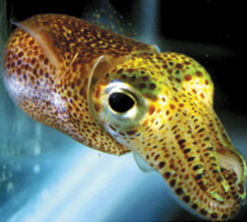 squid - calmarul coada taiata din hawaii euprymna scolopes