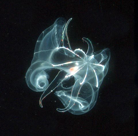 ocean - ctenophore bathocyroe