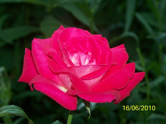 100_2258 - 14-17 iunie 2010