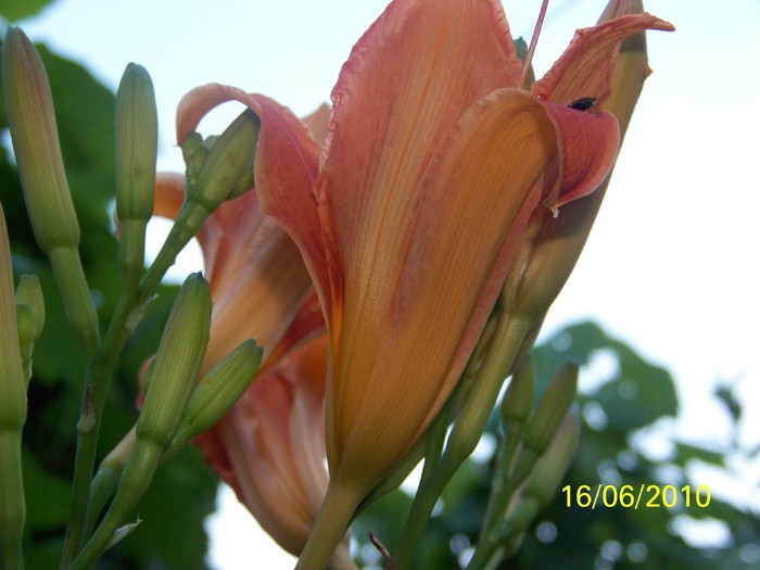 100_2295 - 14-17 iunie 2010