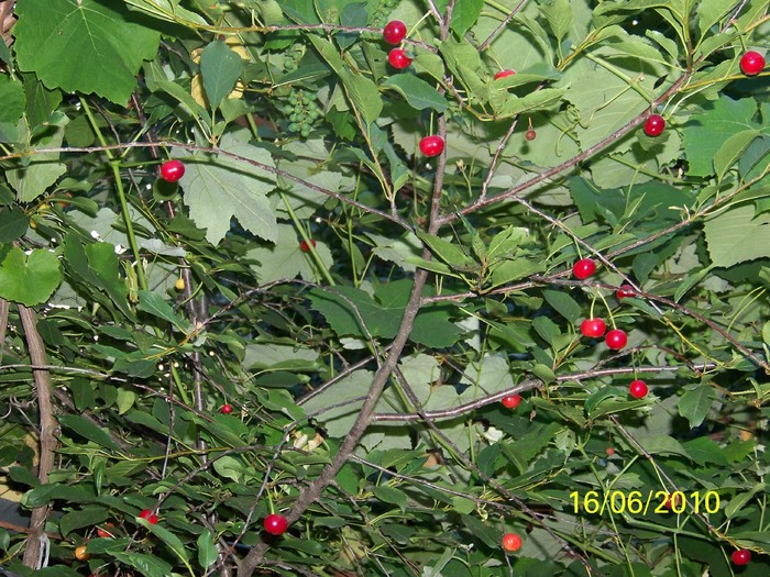 100_2300 - 14-17 iunie 2010