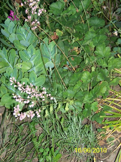 100_2320 - 14-17 iunie 2010