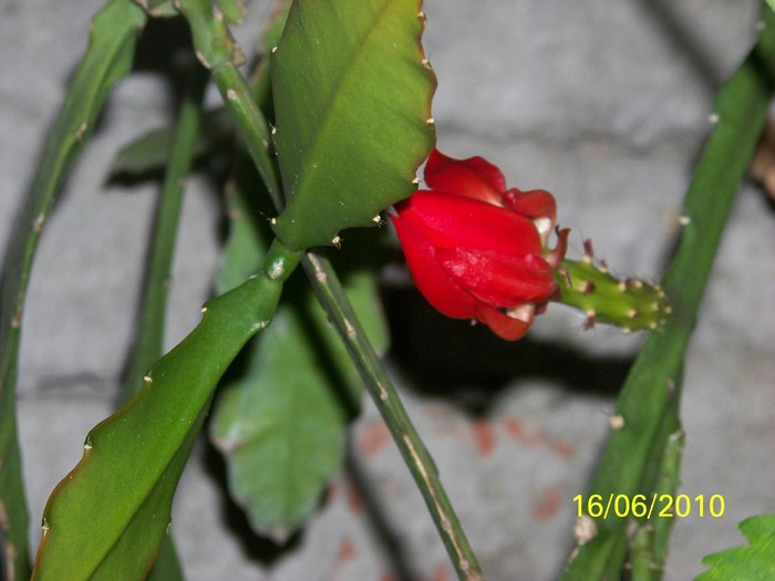 100_2337 - 14-17 iunie 2010