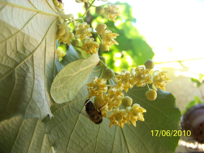 100_2350 - 14-17 iunie 2010