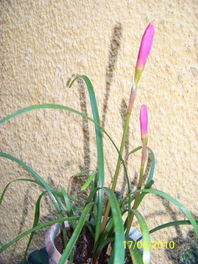 100_2366 - 14-17 iunie 2010