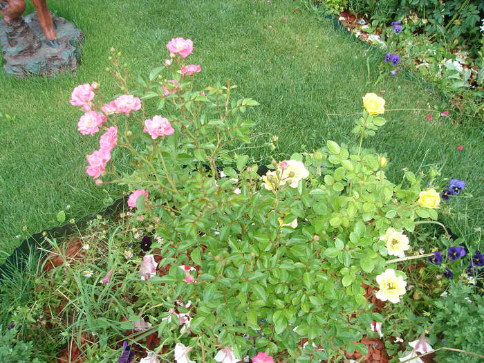 Copacel in doua culori