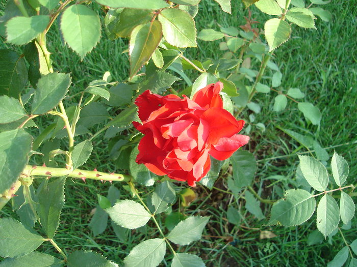 DSC08210 - Trandafiri