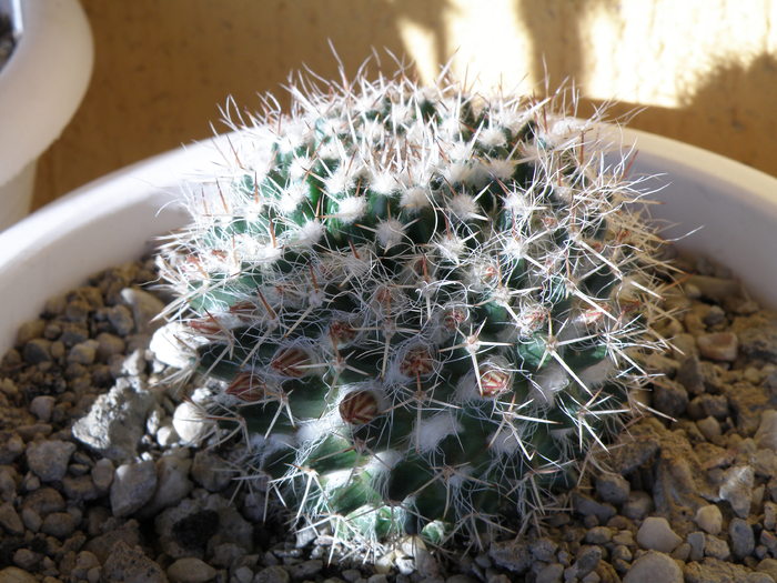 Picture 1249 - cactusi 2010