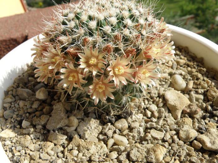 Picture 1271 - cactusi 2010