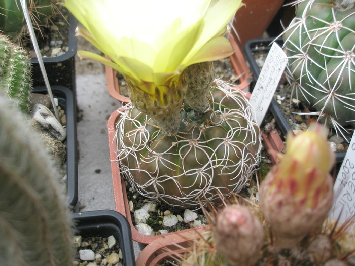 Notocactus uebelmannianus - 17.06 - Notocactus