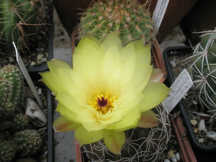 Notocactus uebelmannianus - floare - Notocactus