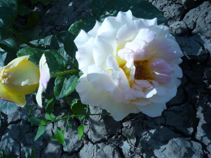 P1040387 - trandafirii in 2010