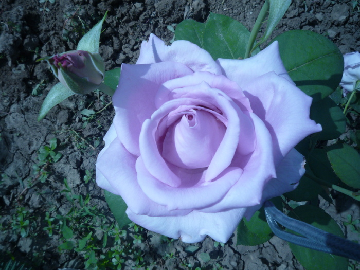 P1040386 - trandafirii in 2010