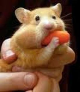 hamster - animalute amuzante
