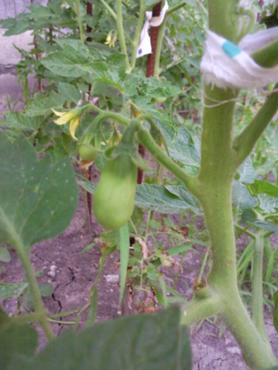 rosii san marzano , iunie 2010