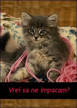 vrei sa ne impacam? - animalute amuzante