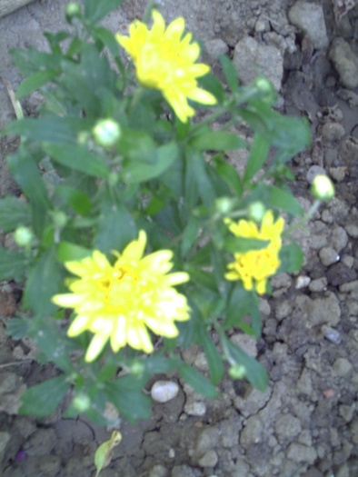 PICT0005