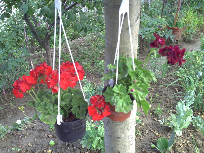 PICT0080 - muscate2010