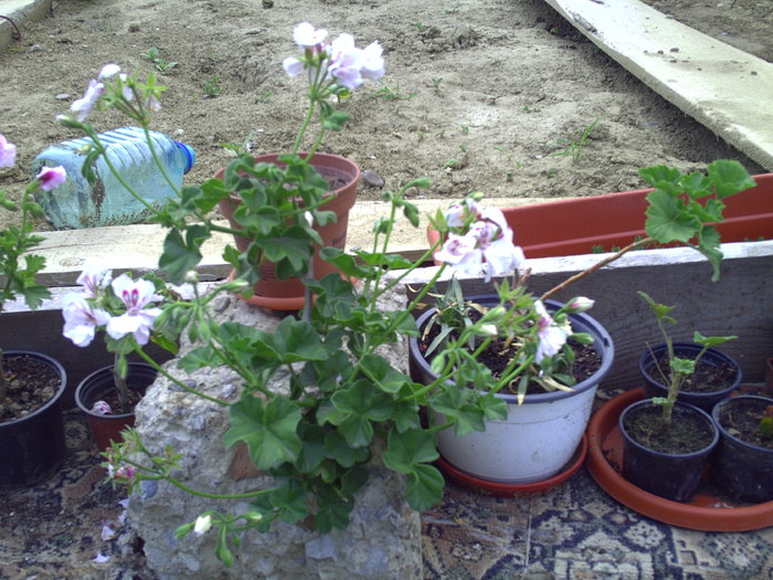 PICT0087 - muscate2010