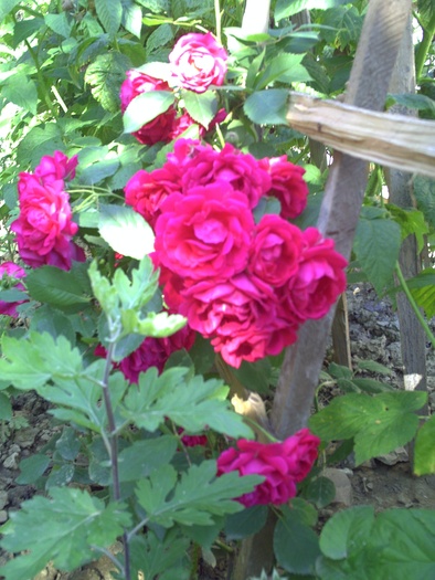 PICT0031 - trandafiri