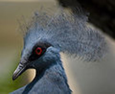 120px-Western_Crowned_Pigeon - Minuni ale lui Dumnezeu