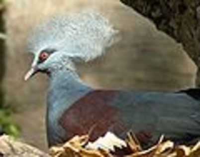 120px-Western-Crowned_Pigeon_Goura_cristata - Minuni ale lui Dumnezeu