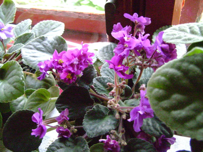 Picture 087 - violete si gloxinii