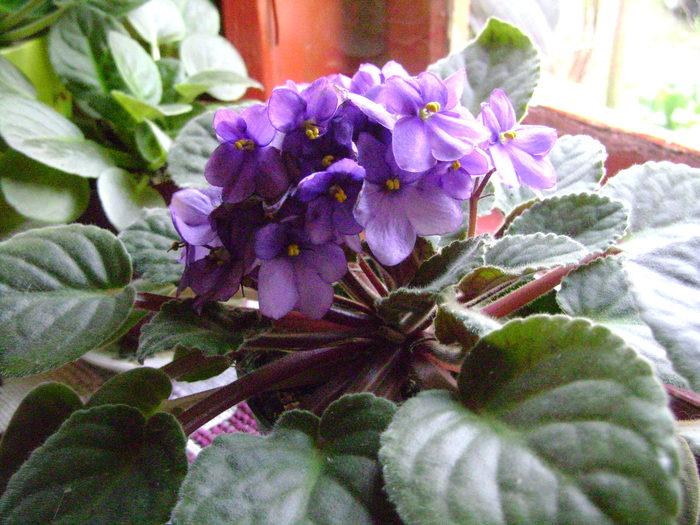 Picture 088 - violete si gloxinii