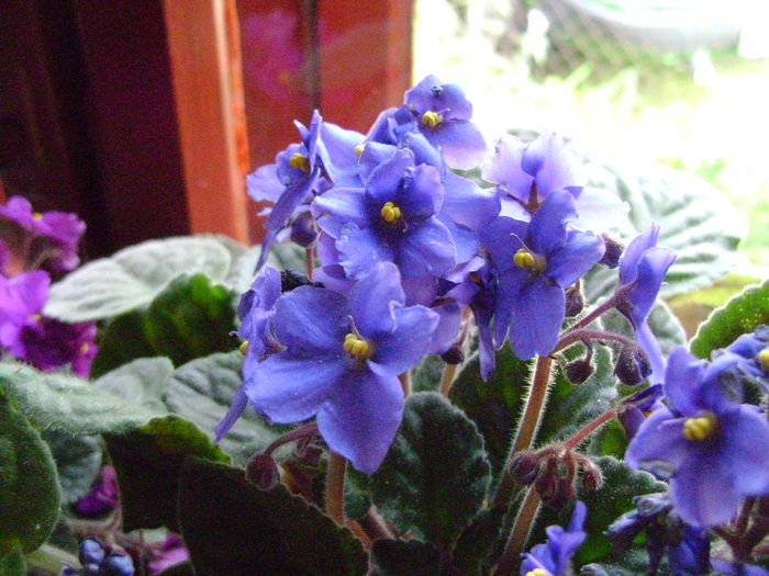 Picture 089 - violete si gloxinii