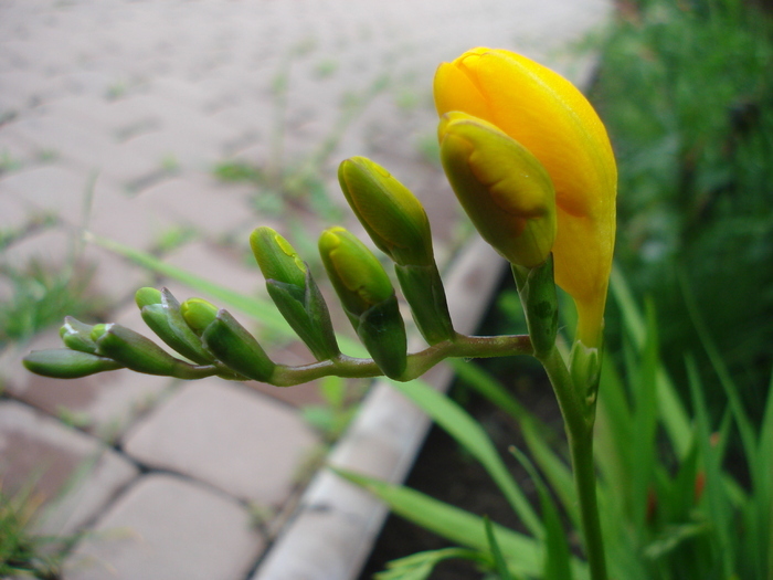 Yellow Freesia (2010, May 22) - FREESIA