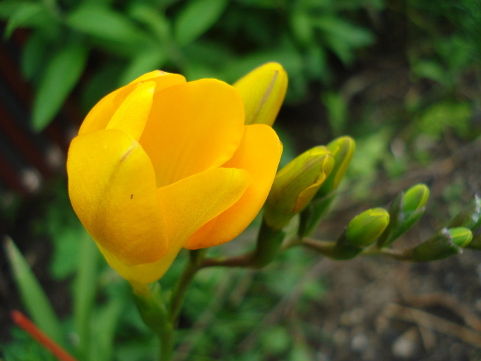 Yellow Freesia (2010, May 23)