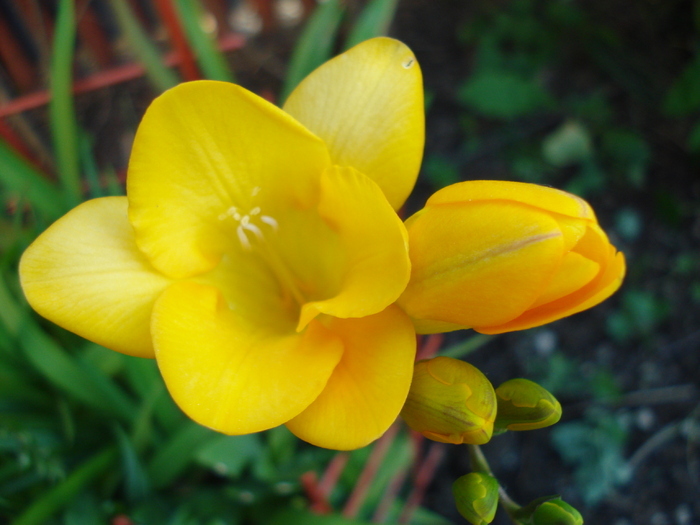 Yellow Freesia (2010, May 24)