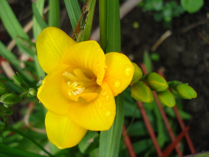 Yellow Freesia (2010, June 01) - FREESIA