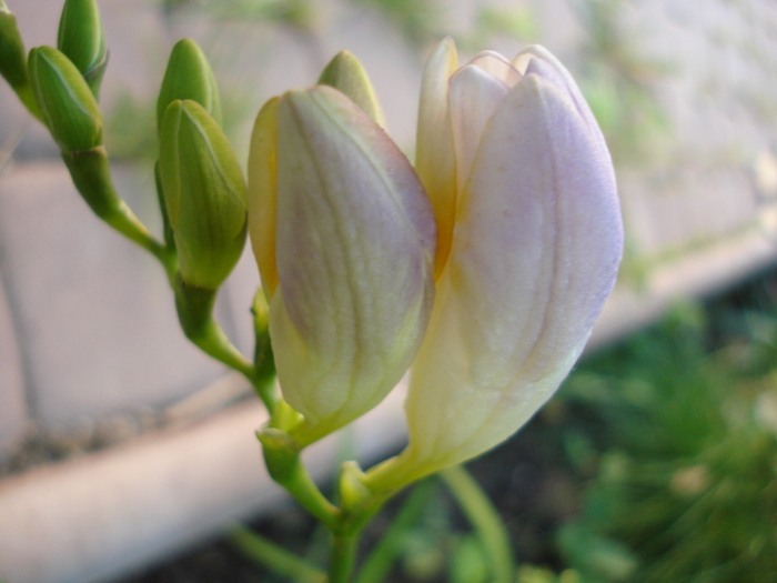 White Freesia (2010, June 04) - FREESIA