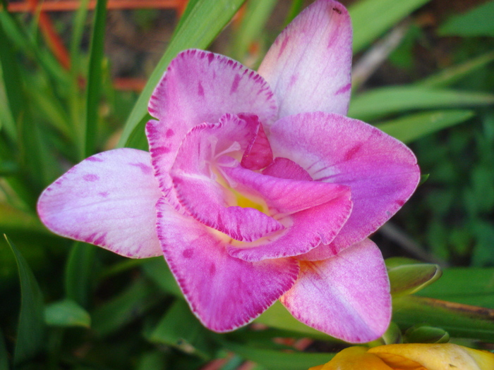 Pink Freesia (2010, June 04) - FREESIA