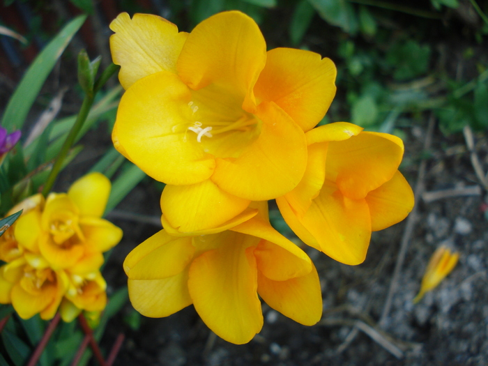 Yellow Freesia (2010, June 05)