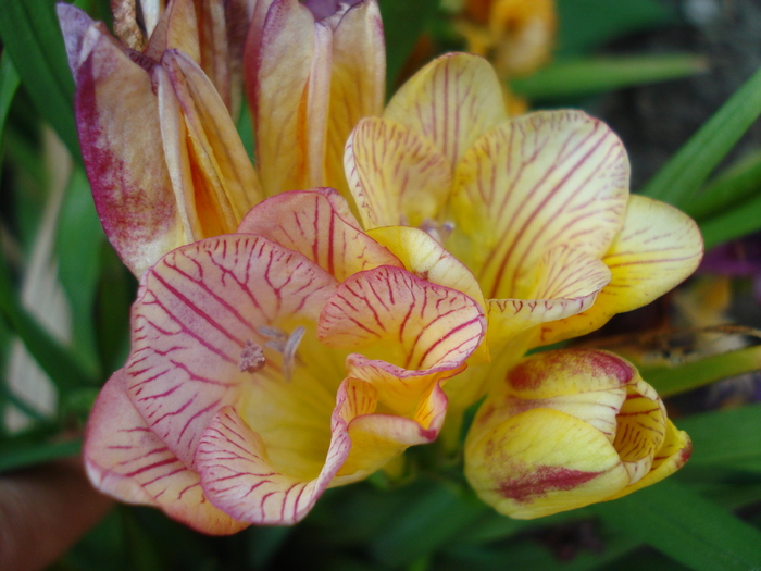 Striped Freesia (2010, June 15) - FREESIA