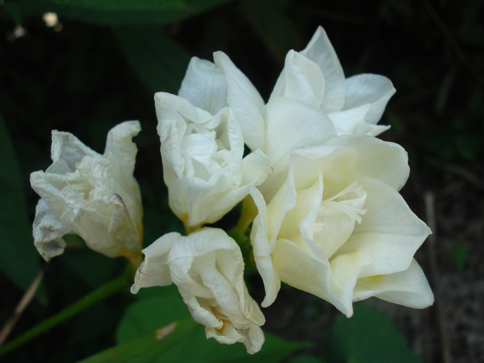 White Freesia (2010, June 15) - FREESIA