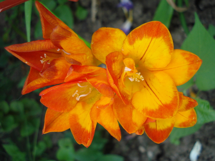 Red & Orange Freesia (2010, June 15)