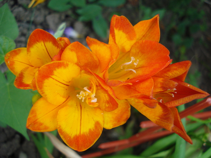 Red & Orange Freesia (2010, June 15)