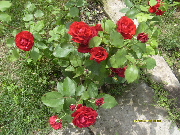 S6303696 - trandafirii mamei mele