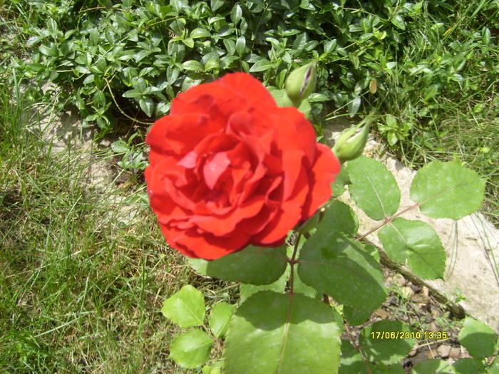 S6303697 - trandafirii mamei mele