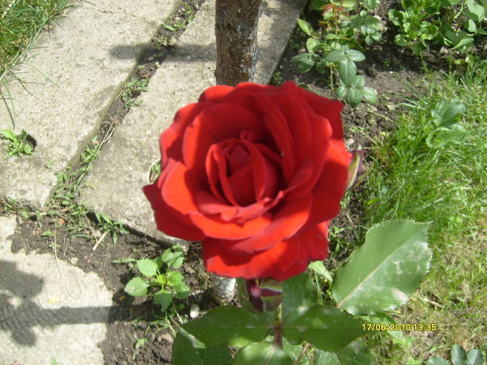 S6303698 - trandafirii mamei mele