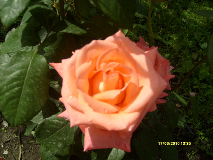 S6303700 - trandafirii mamei mele