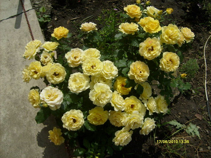 S6303701 - trandafirii mamei mele