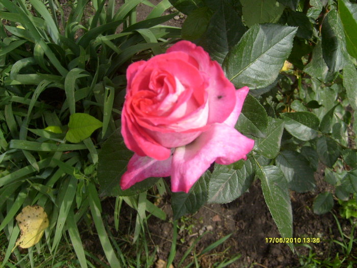 S6303703 - trandafirii mamei mele