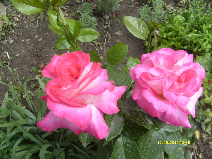 S6303704 - trandafirii mamei mele